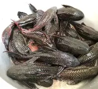 qU?#Ap坒焩抐褷v遂?8$z蛬Qm鲶€*w